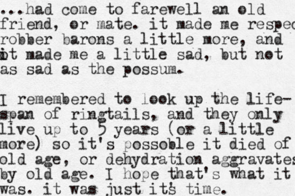 ...had come to farewell an old friend, or mate. it made me respect robber barons a little more, and ot i i made me a little sad, but not as sad as the possum. I remembered to look up the life- span of ringtails, and they only live up to 5 years (or a little more) so it's possoble it died of old age, or dehydration aggravates by old age. I hope that's what it was. it was just it' s time. 