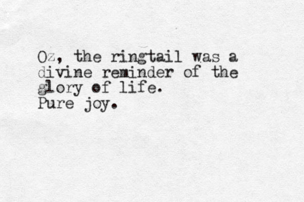 Oz, the ringtail was a divine reminder of the glory of life. Pure joy.