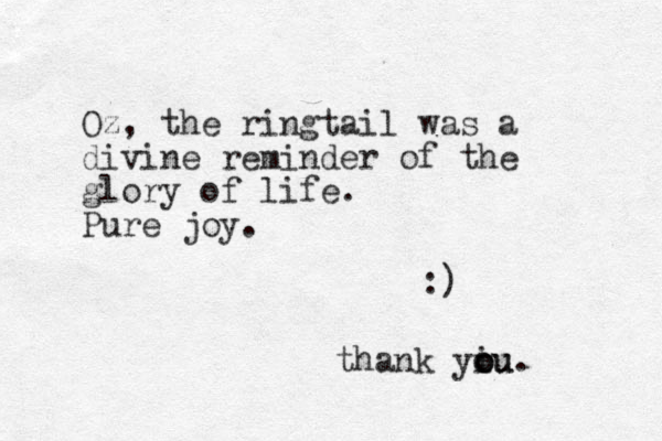 Oz, the ringtail was a divine reminder of the glory of life. Pure joy. :) thank yiu o o ou. 