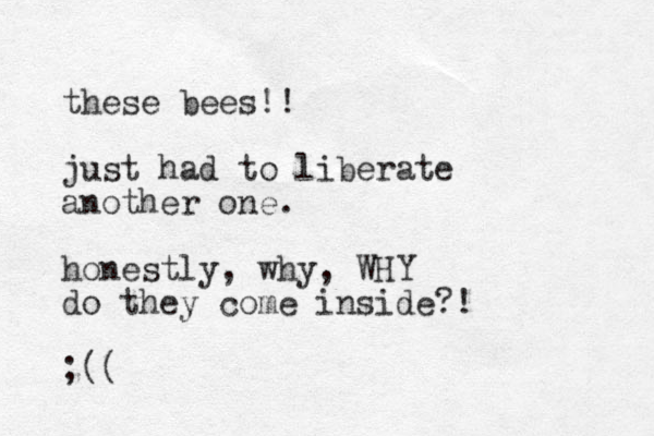 these bees!! just had to liberate another one. honestly, why, WHY do they come inside?! ;(( 