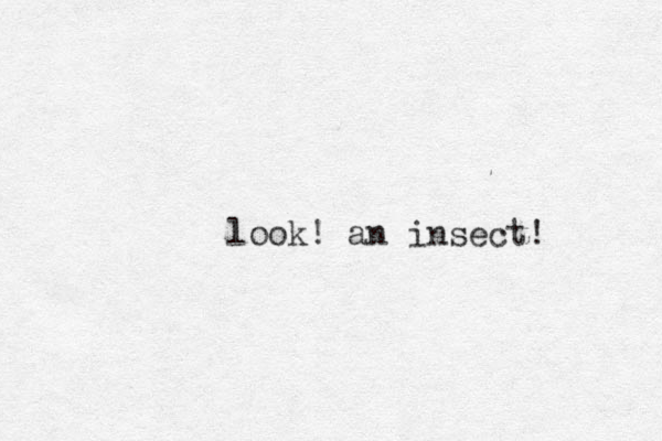 look! an insect!