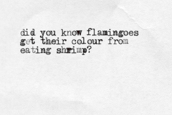 did you know flamingoes get their colour from eating shrimp?