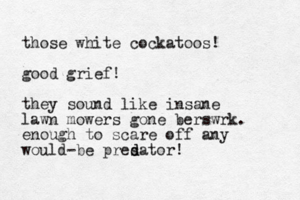 those white cockatoos! good grief! they sound like insane lawn mowers gone berswrk. enough to scare off any would-be presator d d ! 