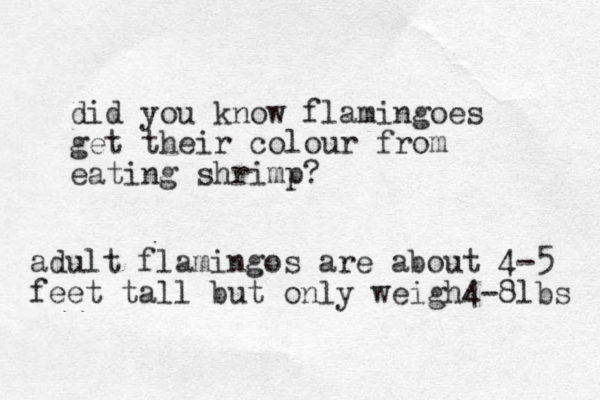 did you know flamingoes get their colour from eating shrimp? adult flamingos are about 4-5 feet tall but only weigh4-8lbs 