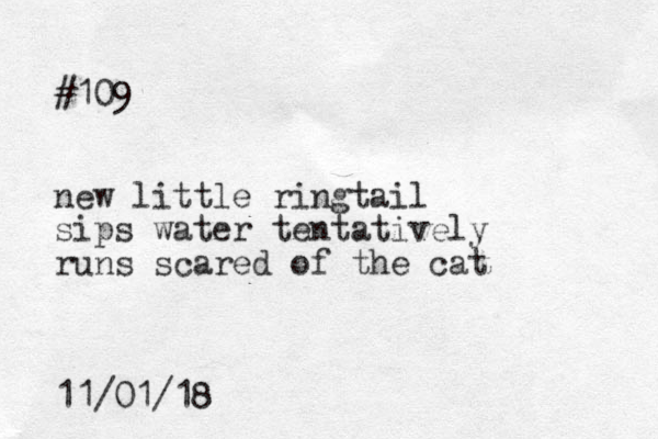 #109 new little ringtail sips water tentatively runs scared of the cat 11/01/18