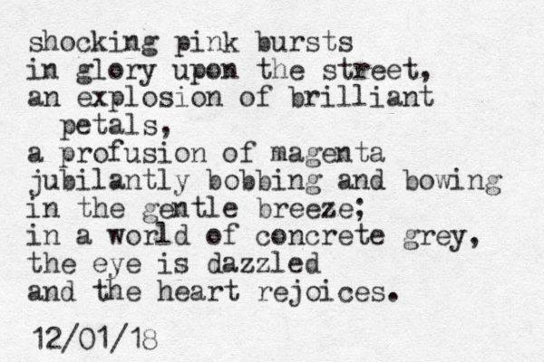 shocking pink bursts in glory upon the street, an explosion of brilliant petals, a profusion of magenta jubilantly bobbing and bowing in the gentle breeze; in a world of concrete grey, the eye is dazzled and the heart rejoices. 12/01/18
