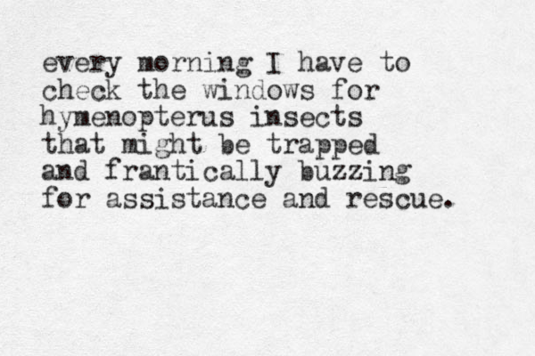 every morning I have to check the windows for hymenopterus insects that might be trapped and frantically buzzing for assistance and rescue. 