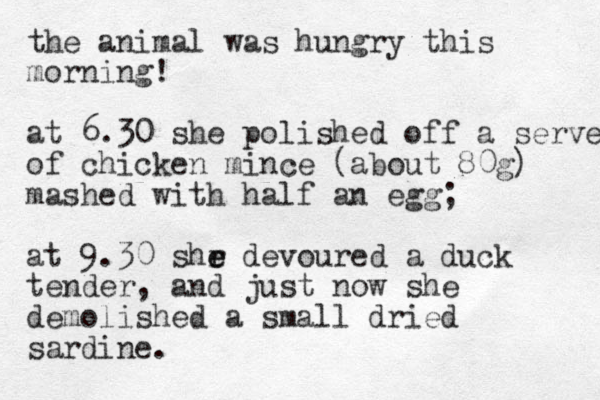 the animal was hungry this morning! at 6.30 she polished off a serve of chicken mince (about 80g) mashed with half an egg; at 9.30 shr e e devoured a duck tender, and just now she demolished a small dried sardine.