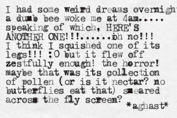 I had some weird dreams overnight a dumb bee woke me at 4am..... speaking of which, HERE's S ANOTHER ONE!!!......ih o no!!! I think I squished one of its legs!!! :0 0 but it flew off zestfully enough! the horror! maybe that was its p collection of pollen (or is it nectar? no butterflies eat that) smeared across the fly screen? *aghast* 