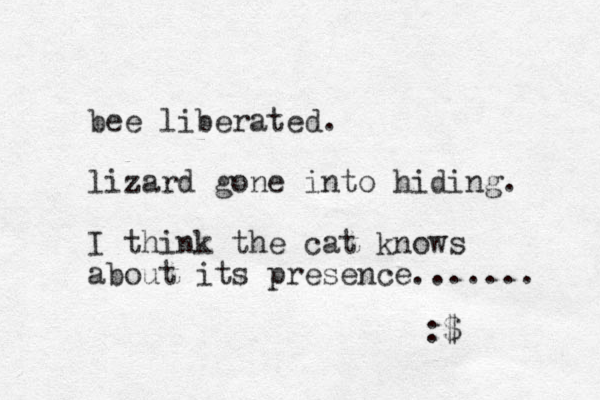 bee liberated. lizard gone into hiding. I think the cat knows about its presence....... :$ 