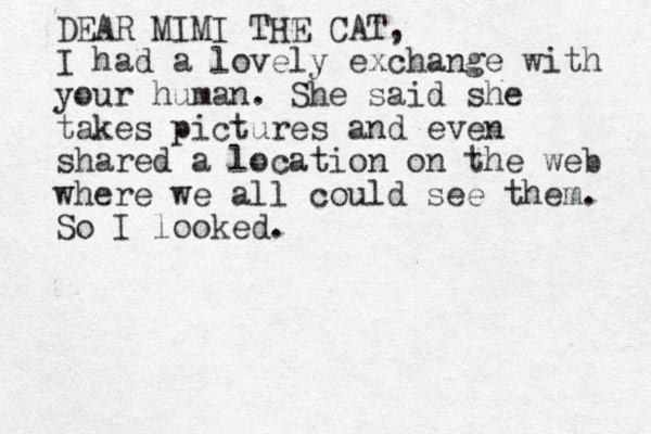 DEAR MIMI THE CAT, I had a lovely exchange with your human. She said she takes pictures and even shared a location on the web where we all could see them. So I looked. 