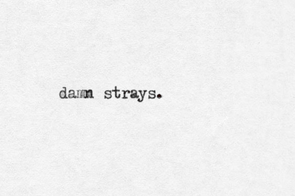 damn strays.