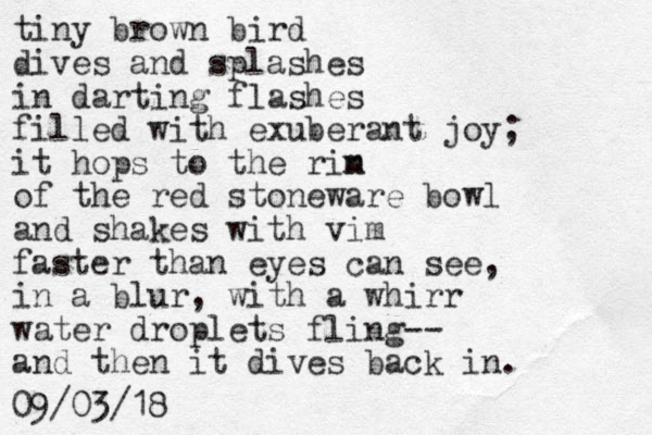 tiny brown bird dives and splashes in darting flashes filled with exuberant joy; it hops to the rin m of the red stoneware bowl and shakes with vim faster than eyes can see, i n a blur, with a whirr water droplets fling-- and then it dives back in. 09/03/18