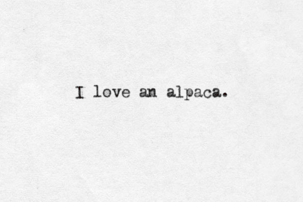 I love an alpaca. 