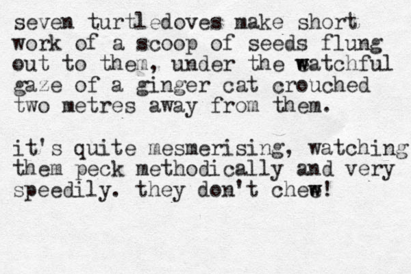 seven turtledoves make short work of a scoop of seeds flung out to them, under the e w watchful gaze of a ginger cat crouched two metres awa y from them. it's quite mesmerising, watching them peck methodically and very speedily. they don't chee w w! 