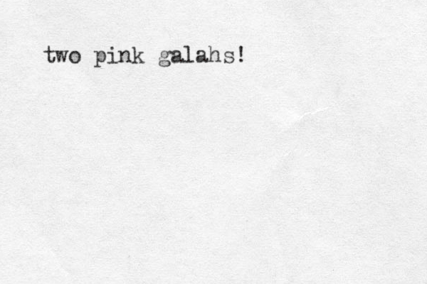 two pink galahs!