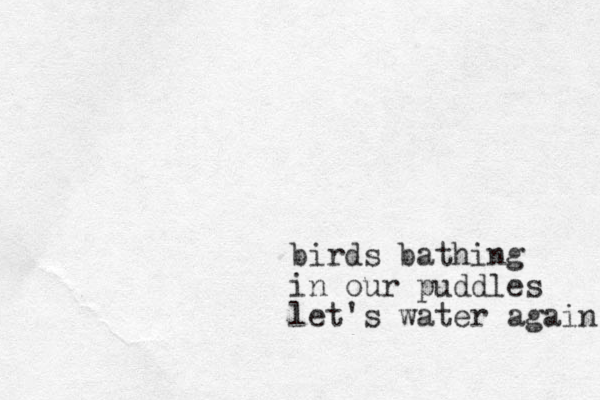 birds bathing in our puddles let's water again 