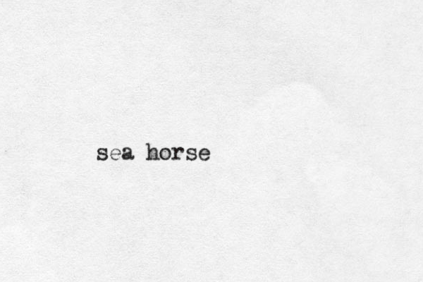 sea horse