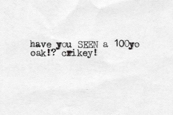 have you SEEN a 100yo oak!? crikey!