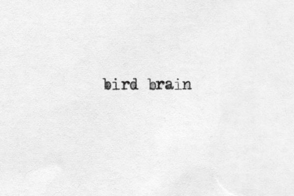 bird brain