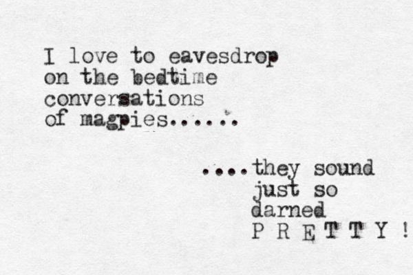 I love to eavesdrop on the bedtime conversations of magpies...... ....they sound just so darned P R E T T Y ! 