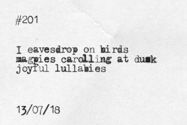 #201 I eavesdrop on nirds b magpies carolling at dusk joyful lullabies 13/07/18