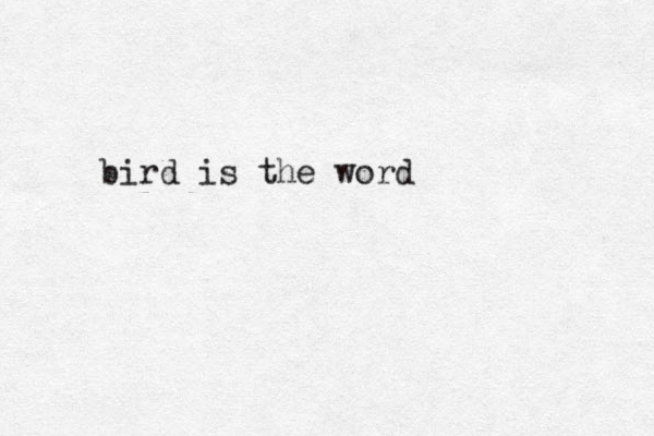 bird is the word