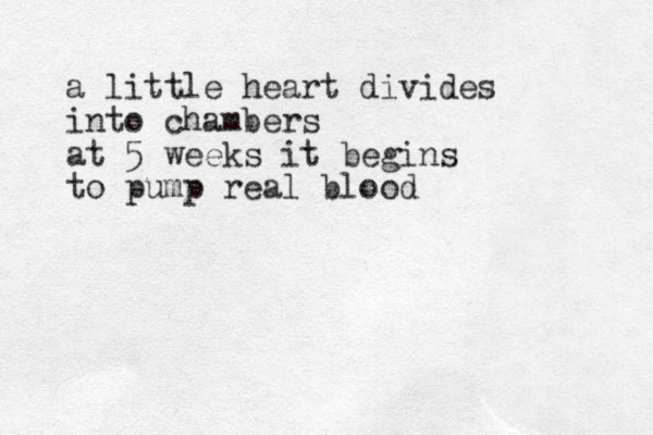 a little heart divides into chambers at 5 weeks it begins to pump real blood 