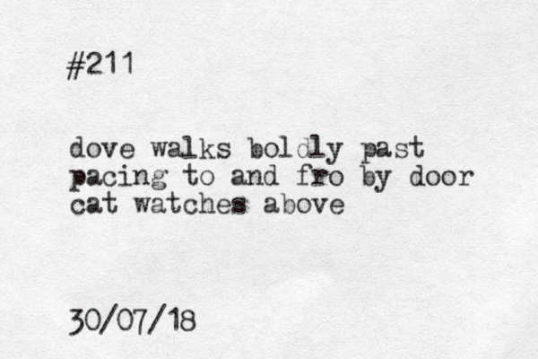 #211 dove walks boldly past pacing to and fro by door cat watches above 30/07/18