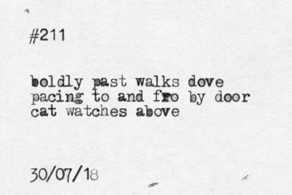 #211 boldly past walks dove pacing to and fro by door cat watches above 30/07/18