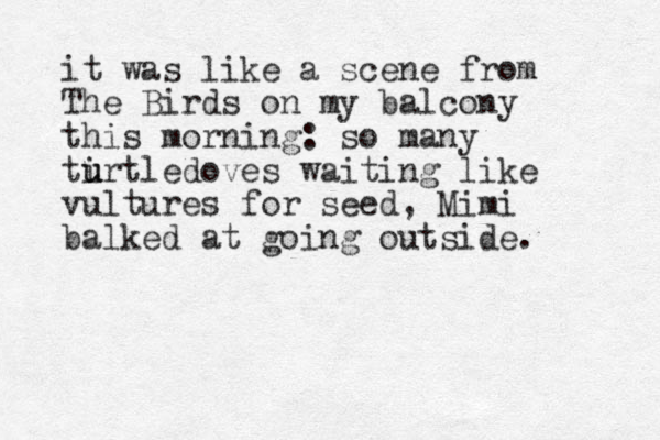 it was like a scene from The Birds on my balcony this morning: so many tirtl u u u edoves waiting like vultures for seed, Mimi balked at going outside. 