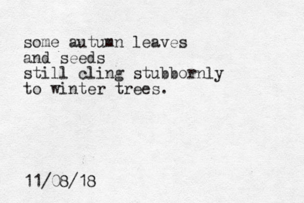 some autumn leaves and seeds still cling stubbornly to winter trees. 11/08/18