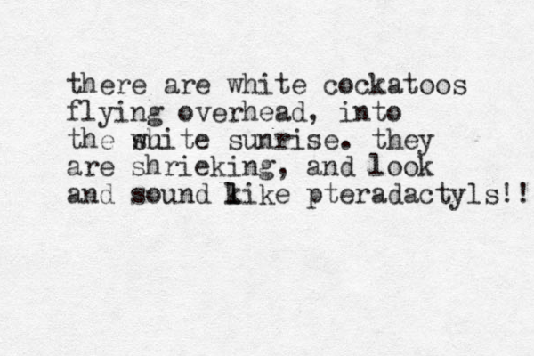 there are white cockatoos flying overhead, into the su white sunrise. they are shrieking, and look and sound kike l l pteradactyls!! 