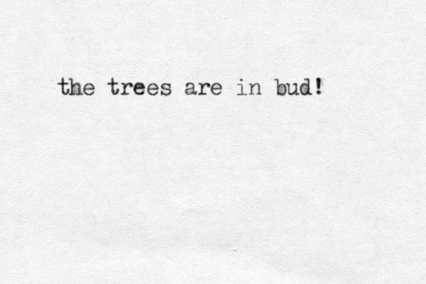 the trees are in bud!