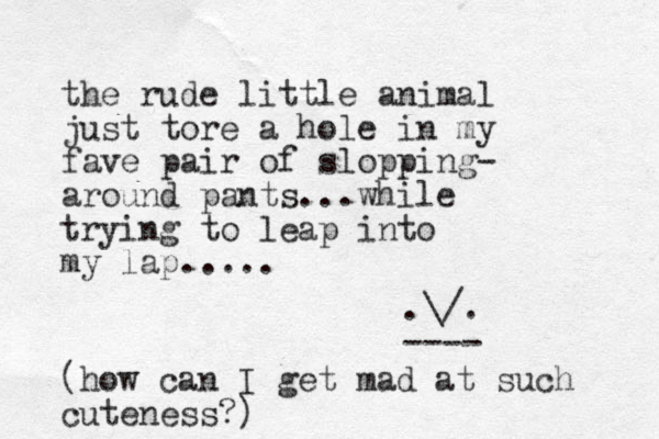 the rude little animal just tore a hole in my fave pair of slopping- around pants...while trying to leap into my lap..... .\/. ---- (how can I get mad at such cuteness?)