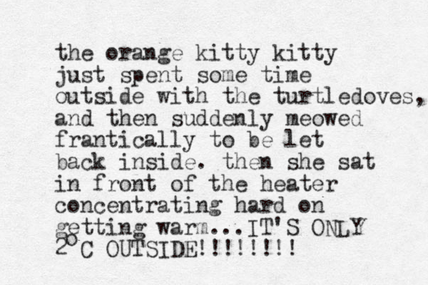 the orange kitty kitty just spent some time outside with the turtledoves, and then suddenly meowed frantically to be let back inside. then she sat in front of the heater concentrating hard on getting warm...IT'S ONLY 2 C OUTSIDE!!!!!!!! o 
