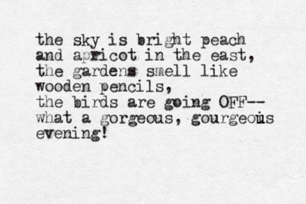 the sky is bright peach and apricot in the east, the gardens smell like wooden pencils, the birds are going OFF-- what a gorgeous, gourgeois u u evening!