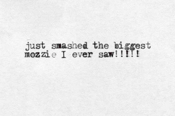 just smashed the biggest mozzie I ever saw!!!!! 