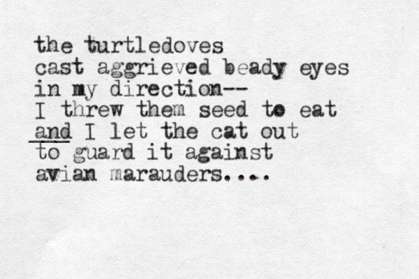 the turtledoves cast aggrieved beady eyes in my direction-- I threw them seed to eat and I let the cat out to guard it against avian marauders.... ___ 