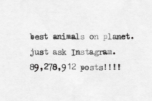 best animals on planet. just ask Instagram. 89,278,912 posts!!!! 