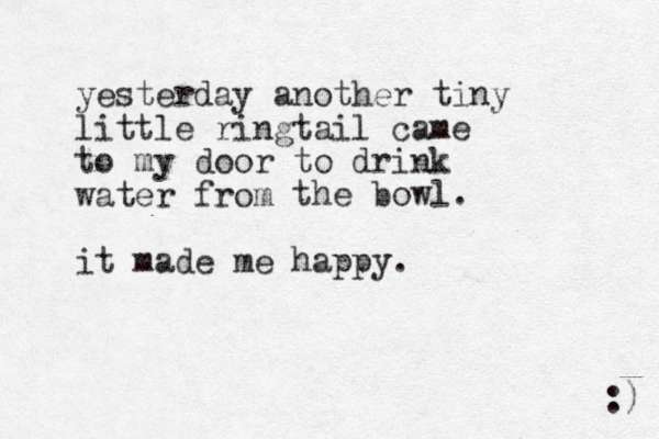 yesterday another tiny little ringtail came to my door to drink water from the bowl. it made me happy. :) 