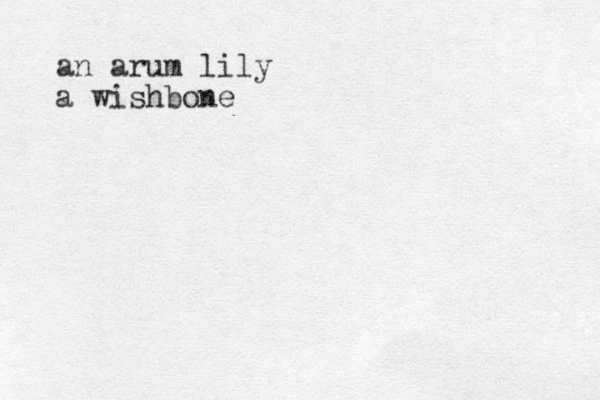 an arum lily a wishbone 
