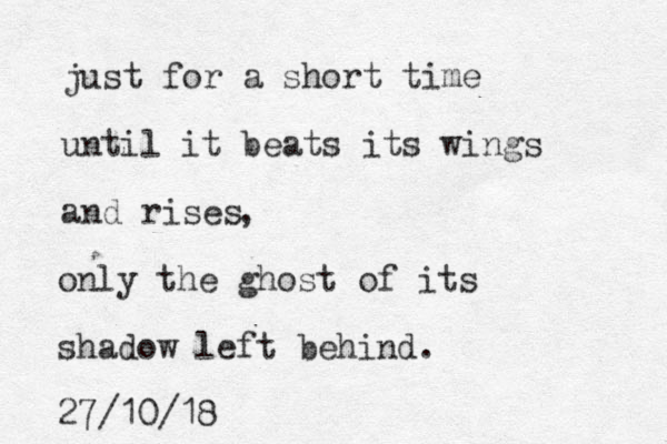 just for a short time until it beats its wings and rises , only the ghost of its shadow left behind. 27/10/18