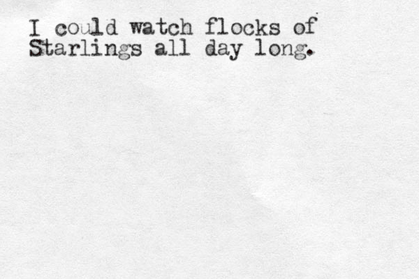 I could watch flocks of Starlings all day long. 