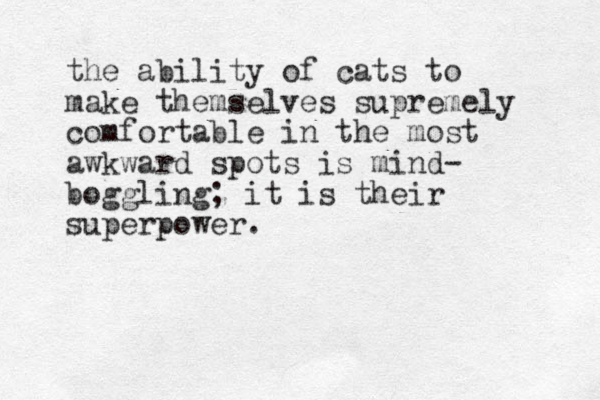 the ability of cats to make themselves supremely comfortable in the most awkward spots is mind- boggling; it is their superpower.