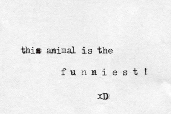 this animal is the f u n n i e s t ! xD