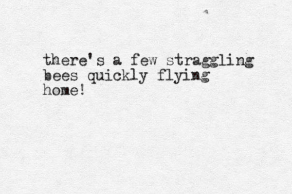 there's a few straggling bees quickly flying home!