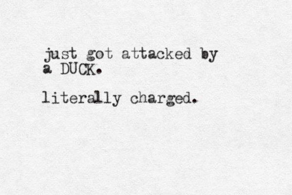 just got attacked by a DUCK. literally charged.