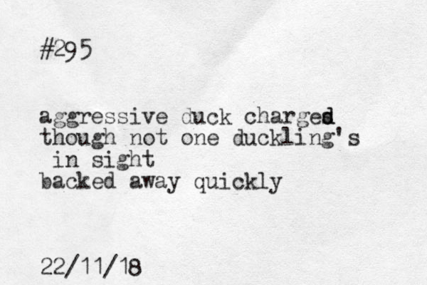 #295 aggressive duck charges d d though not one duckling's in sight backed away quickly 22/11/18