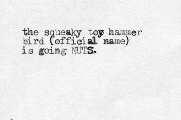 the squeaky too y y hammer bird (official name) is going NUTS.